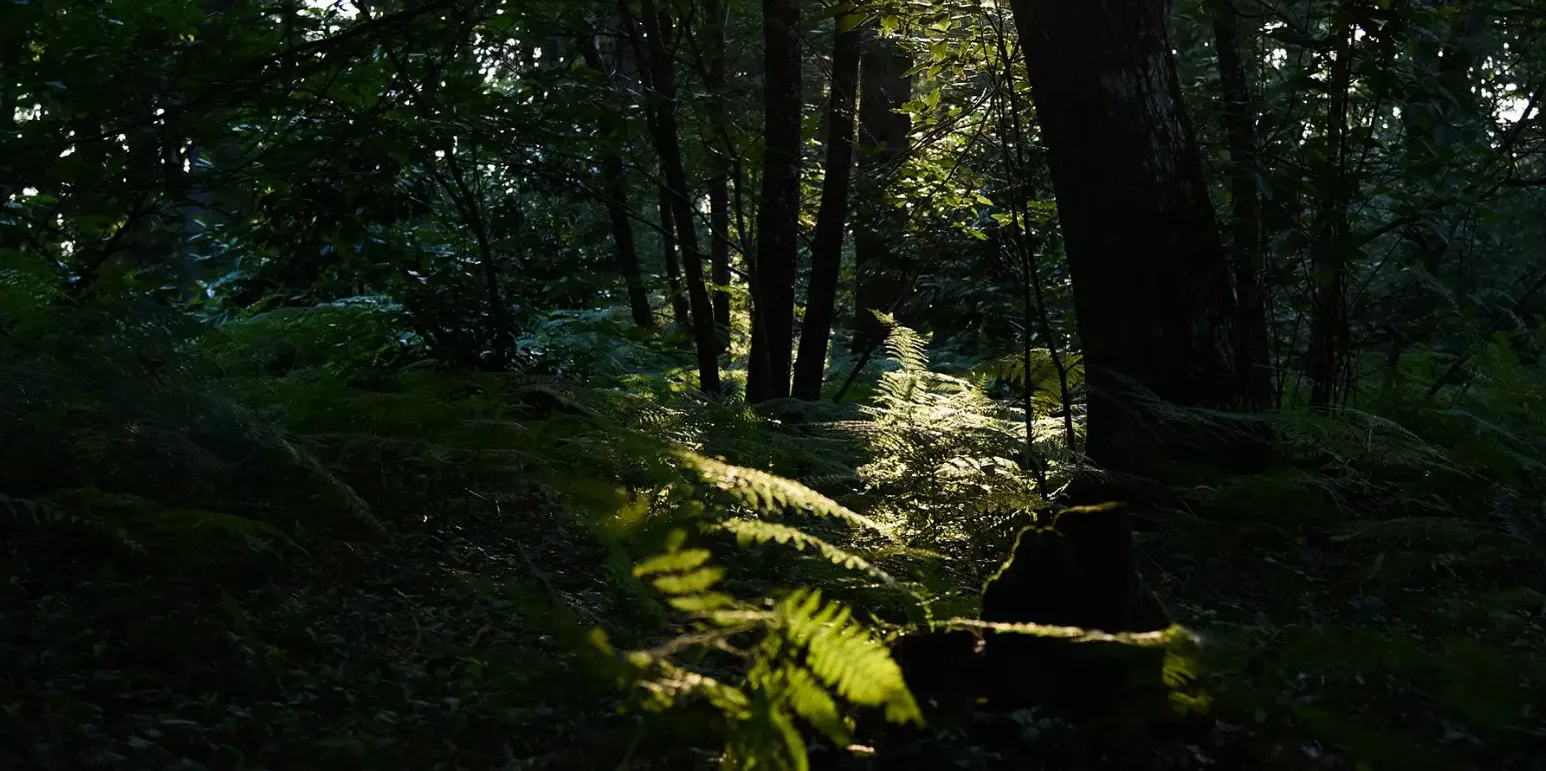 Ferns in the shade of the forest
