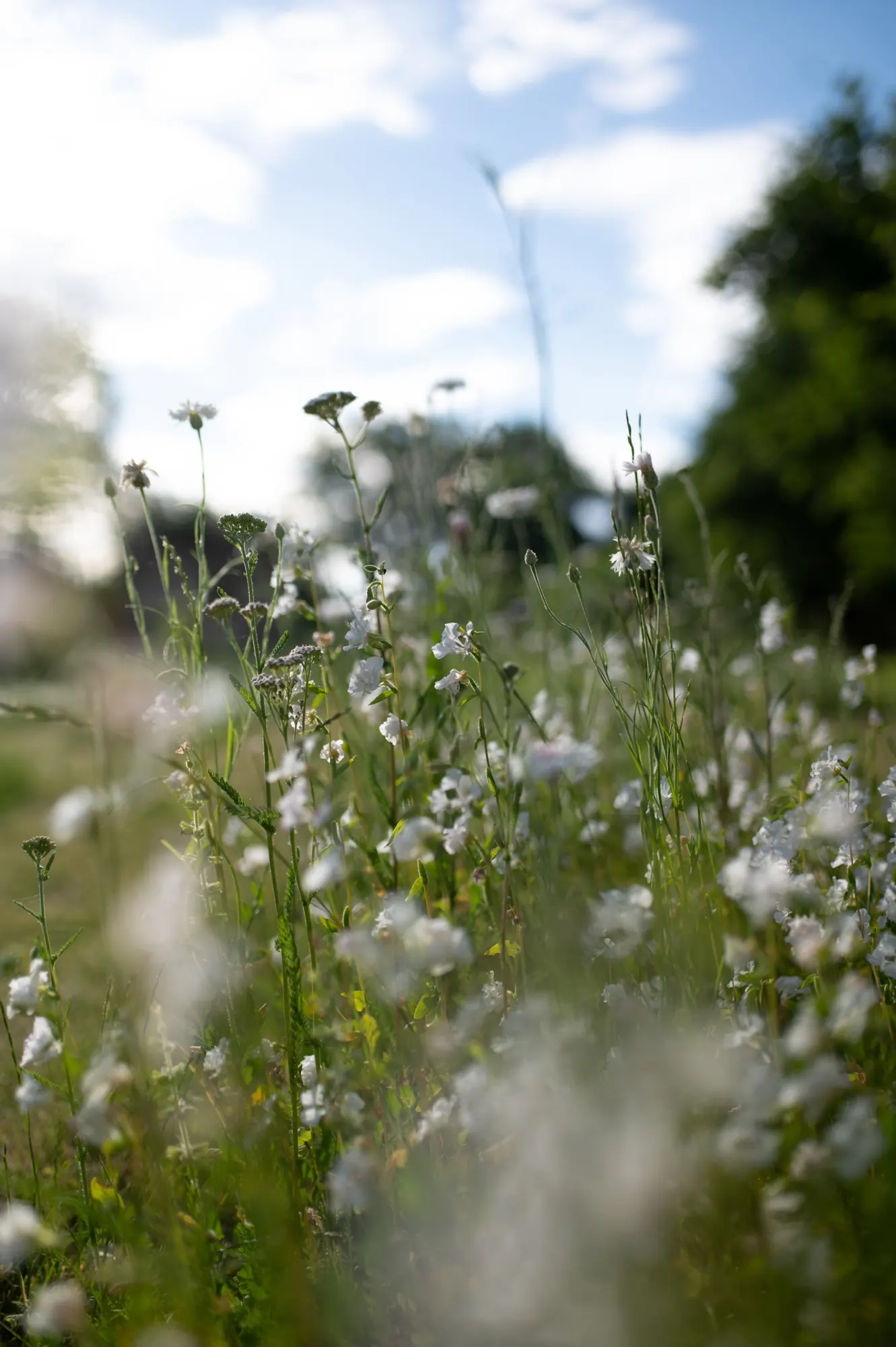 White wildflowers in a meadow