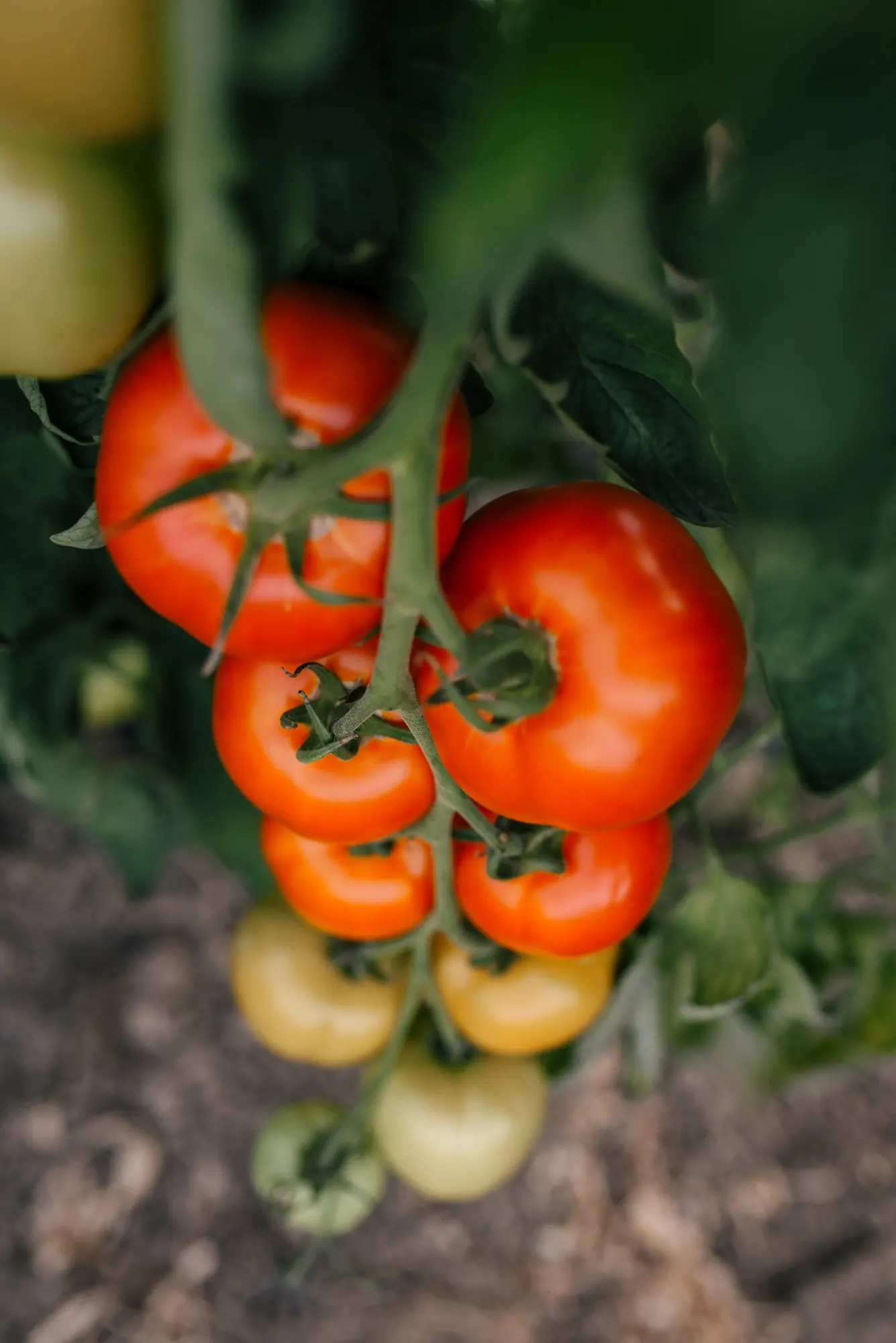 A cluster of ripe tomatoes on the vine